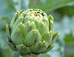 Obraz premium Close Up Of Fresh Green Artichoke Bud