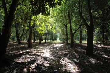 Obraz premium Pathway through an Overgrown Forest Tunnel with Sunlight Streaming Through Green Leaf Canopy and Shadow Play on Forest Floor