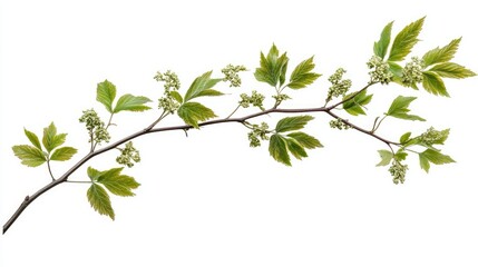 Young Ailanthus altissima branch with green compound leaves, isolated on clean white background