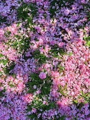 Fototapeta premium Sakura petals on the grass. Wind