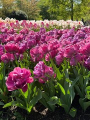 pink and white tulips