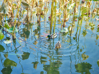 Wild ducks in the lotus pond of Old Summer Palace, Beijing