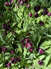Dark flowers tulips in a garden