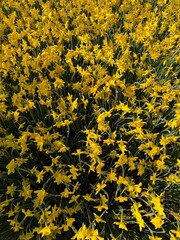 yellow flowers background