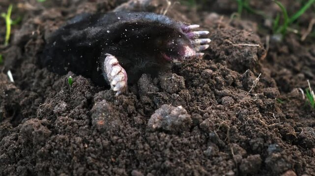 A mole is on the surface of molehill among green grass in the garden. Talpa europaea side view close-up. An animal with black fur. Garden pest concept. Lawn saving problems. High quality 4k footage