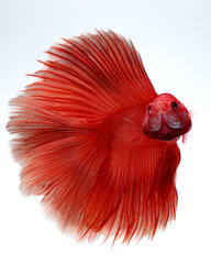 Close-up A stunning red betta fish against a white background, 01 Mei 2025 Indonesia