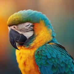 Fototapeta premium Vibrant Macaw Close-Up with Soft Background