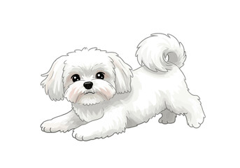 Adorable White Maltese Puppy Lying Down Gentle Gaze