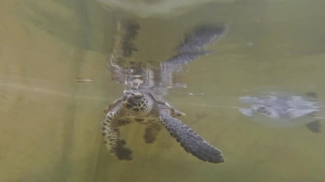 Turtle Mist Farm
