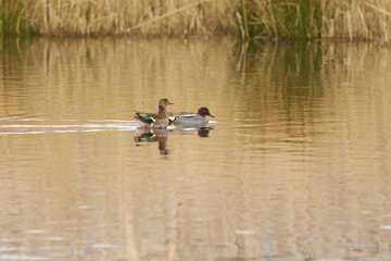 a pair of teals, a male and female teal, water birds reflected in the lake, reeds in the background, golden lake, calming scene in the pond, Anas crecca