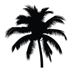 palm tree silhouette