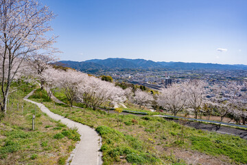 東光山公園の桜と出水市の街並み