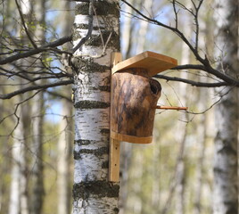 The original wooden birdhouse is attached to a birch tree