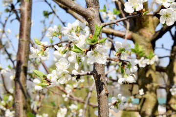 Spring background. Blooming apple tree