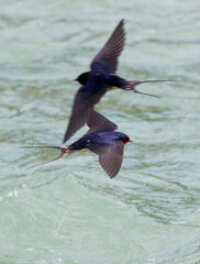 A swallow bird flies over the water.