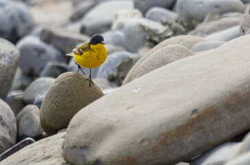 A yellow bird is standing on a rock