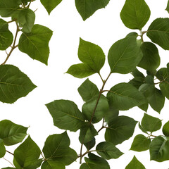 Naklejka premium Single isolated photorealistic poison ivy, highly detailed, sharp focus, soft studio lighting, modern aesthetic, isolated on white background