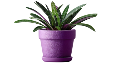 Purple Pot Plant's Vibrant Hues: A lush, verdant plant thrives within a stylish, contemporary purple pot, showcasing the beauty of nature's greenery with a touch of modern elegance.