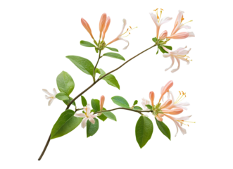 Honeysuckle branch isolated