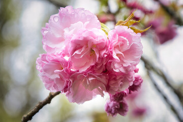 Fototapeta premium 4月に咲く満開の綺麗なピンクの八重桜