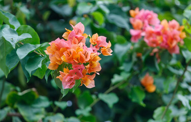 A bunch of pink and orange flowers are growing on a green bush