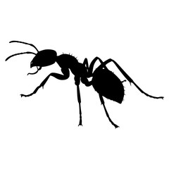 Black Silhouette of an Ant Isolated on White Background