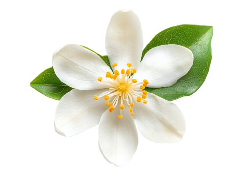 Neroli blossom Citrus