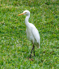 A white bird stands in a green field