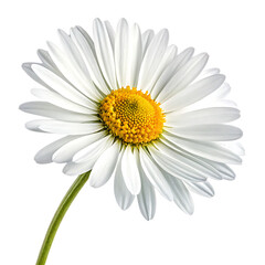 daisy isolated on white background