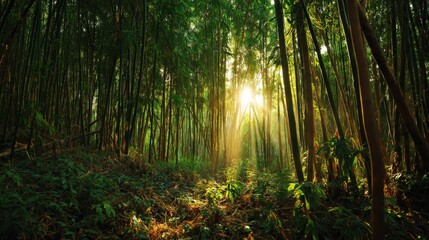 Obraz premium Serene Bamboo Forest with Sunlight Filtering Through Lush Greenery