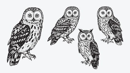 Wise owl perched calmly with round eyes spread feathers and detailed talons drawn in black and white woodcut engraving style Hand-drawn bold-line vector isolated on white background