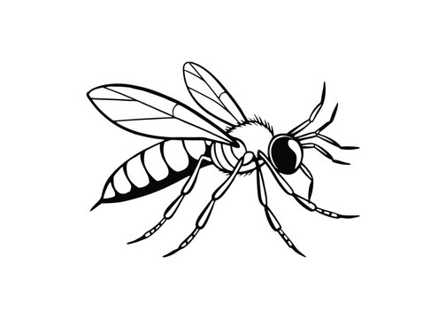 black and white wasp insect clip art preview