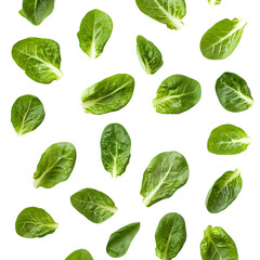 Fototapeta premium Romaine lettuce isolated on white background