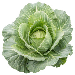 cabbage isolated on white background