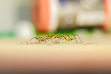 Side view of crane flies mating on a flat indoor surface, macro shot
