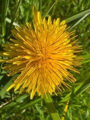 yellow dandelion flower