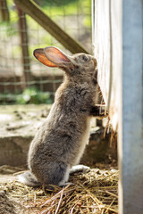 Gray rabbit exploring a wooden surface in a sunny outdoor setting during daytime.