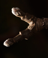 A branch with two leaves on it