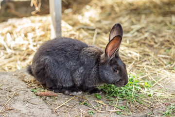 Agritourism. Black rabbit foraging on grass in a farm setting during daylight hours