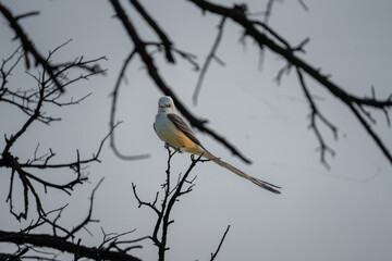 Scissor-tailed Flycatcher