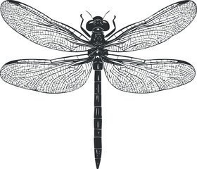 Detailed black and white illustration of a dragonfly with transparent wings and segmented body
