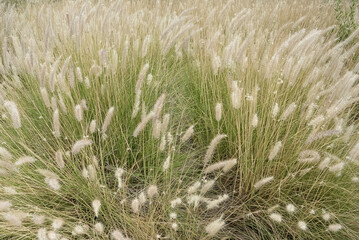 Fountain grass, Crimson fountain grass, African fountain grass,