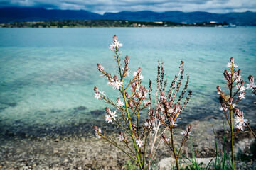 Wildflowers by the Crystal Waters of Vourkari Wetland