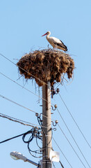Stork standing in nest on top of utility pole against clear blue sky