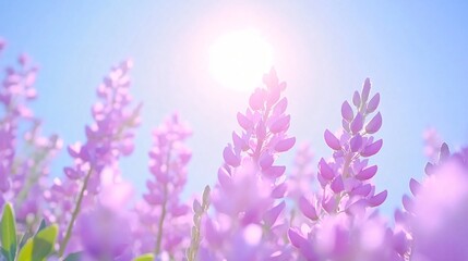 Obraz premium Vibrant lavender field under sunny sky, blooming purple flowers swaying gently, ideal for nature-themed designs or wellness content.