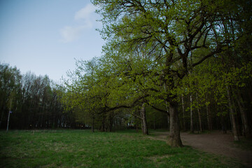 Obraz premium Beautiful big old one oak tree near the forest on the green meadow under spring blue sky background. Natural colors