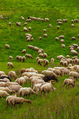Fototapeta premium Photo of sheep in Formiguères in the Pyrenees. A herd on the slopes of a ski resort in the South of France in summer, surrounded by the facilities.