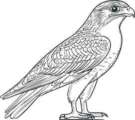 Detailed black and white line drawing of a falcon bird standing in profile with intricate feather patterns.