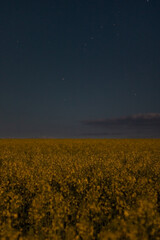landscape of a rapeseed field against the night sky. blooming rapeseed field against the background of a starry sky
