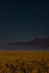 landscape in the night. landscape of a rapeseed field against the night sky. blooming rapeseed field against the background of a starry sky